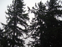 trees